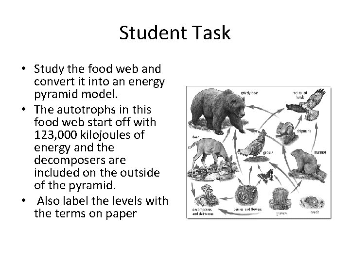 Student Task • Study the food web and convert it into an energy pyramid