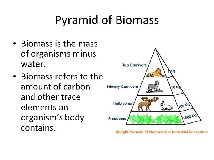 Pyramid of Biomass • Biomass is the mass of organisms minus water. • Biomass
