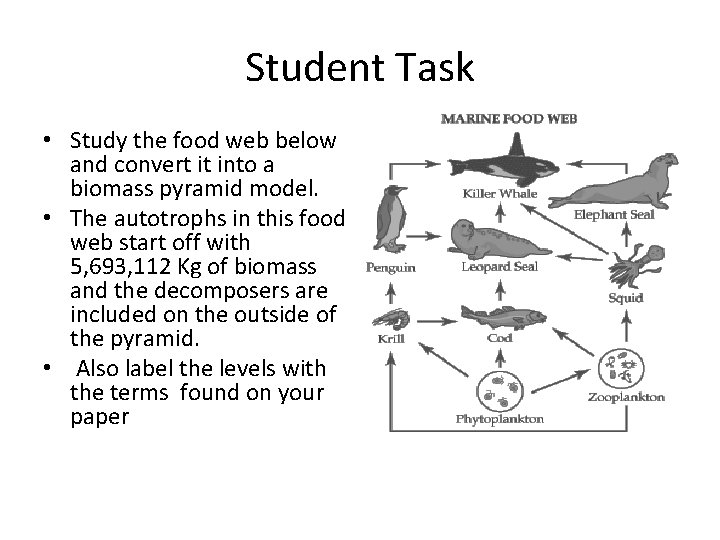 Student Task • Study the food web below and convert it into a biomass