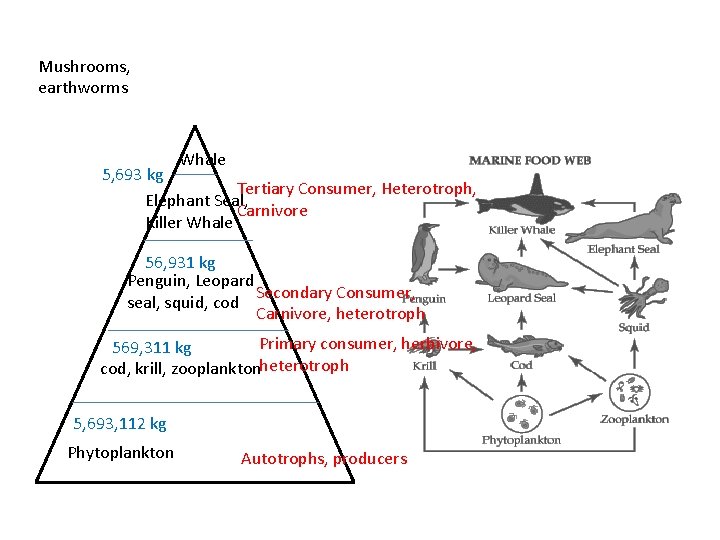 Mushrooms, earthworms Whale 5, 693 kg Tertiary Consumer, Heterotroph, Elephant Seal, Carnivore Killer Whale