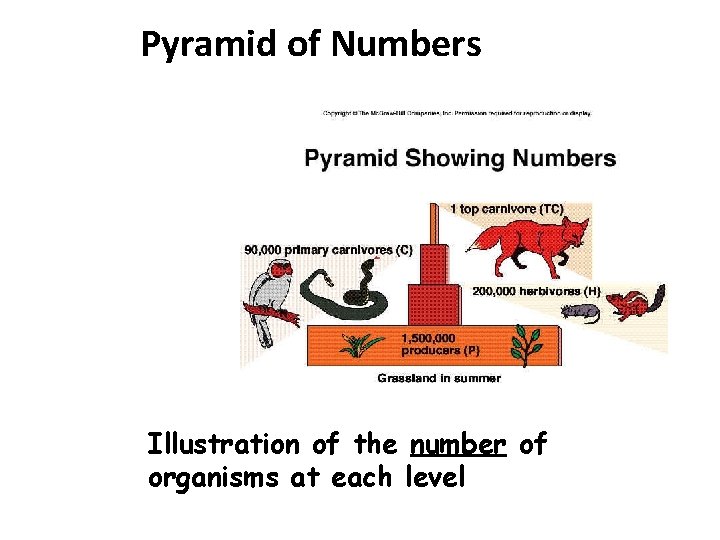 Pyramid of Numbers Illustration of the number of organisms at each level 