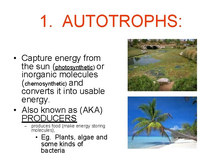 1. AUTOTROPHS: • Capture energy from the sun (photosynthetic) or inorganic molecules (chemosynthetic) and