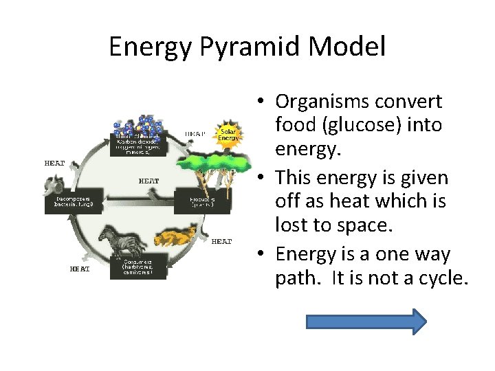Energy Pyramid Model • Organisms convert food (glucose) into energy. • This energy is