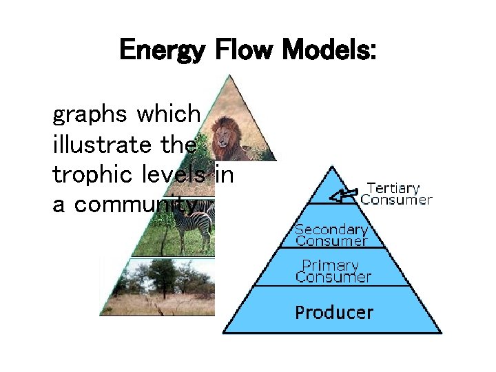 Energy Flow Models: graphs which illustrate the trophic levels in a community. 