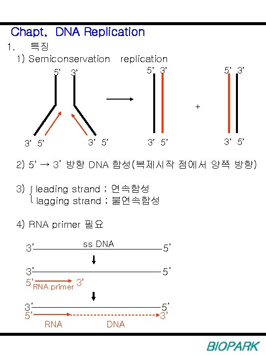 Chapt. DNA Replication 1. 특징 1) Semiconservation replication 5’ 5’ 3’ 3’ + 3’