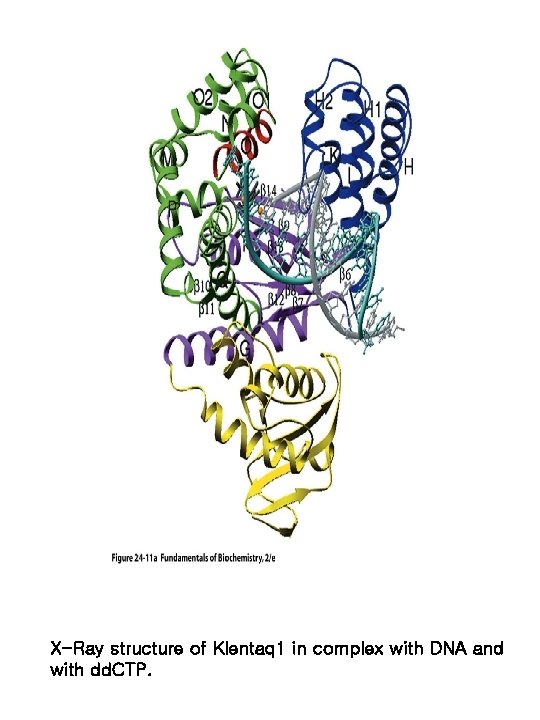 X-Ray structure of Klentaq 1 in complex with DNA and with dd. CTP. 