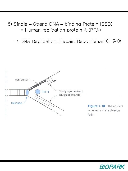 5) Single – Strand DNA – binding Protein (SSB) = Human replication protein A