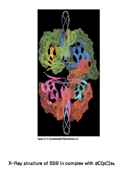 X-Ray structure of SSB in complex with d. C(p. C)34. 