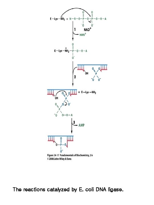 The reactions catalyzed by E. coli DNA ligase. 