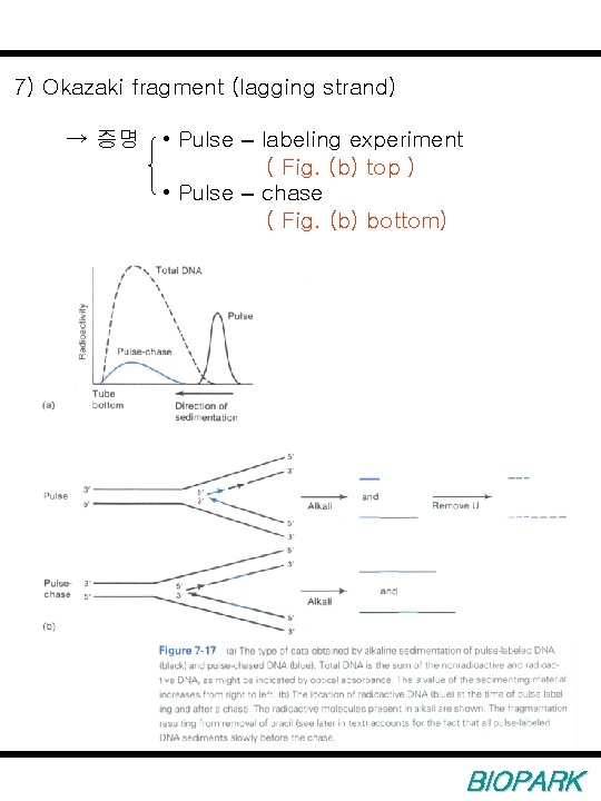 7) Okazaki fragment (lagging strand) → 증명 • Pulse – labeling experiment ( Fig.
