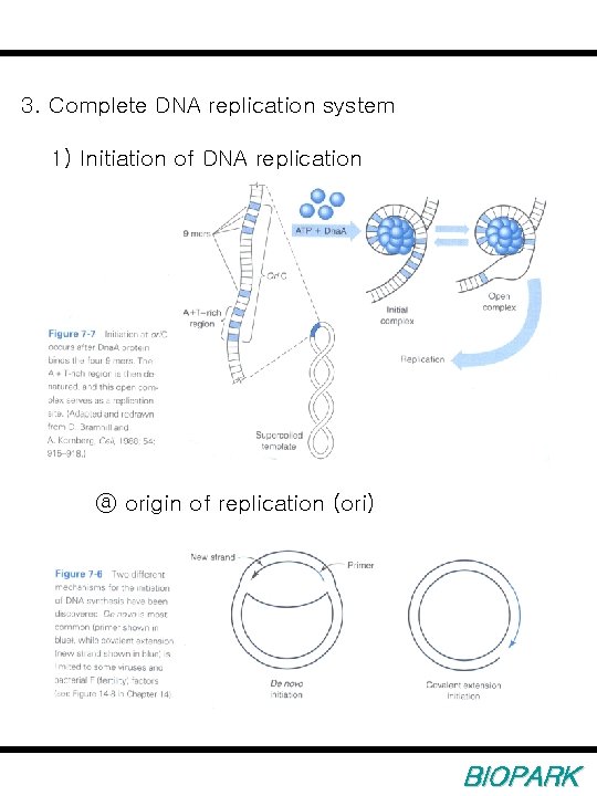 3. Complete DNA replication system 1) Initiation of DNA replication ⓐ origin of replication