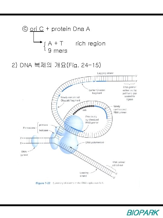 ⓒ ori C + protein Dna A A+T 9 mers rich region 2) DNA