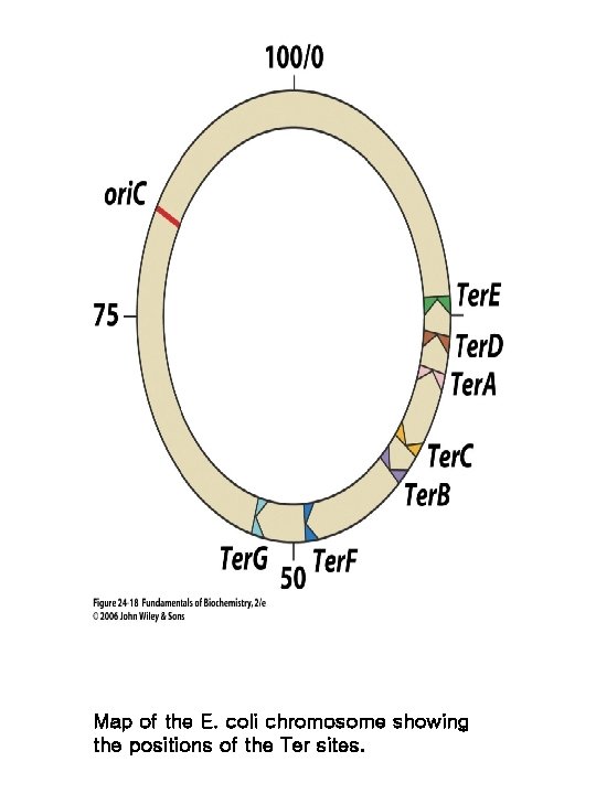 Map of the E. coli chromosome showing the positions of the Ter sites. 