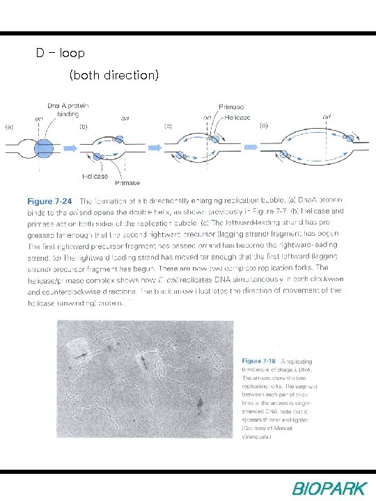D – loop (both direction) BIOPARK 