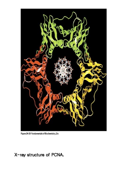 X-ray structure of PCNA. 
