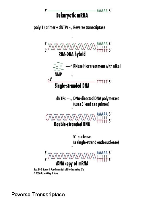 Reverse Transcriptase 