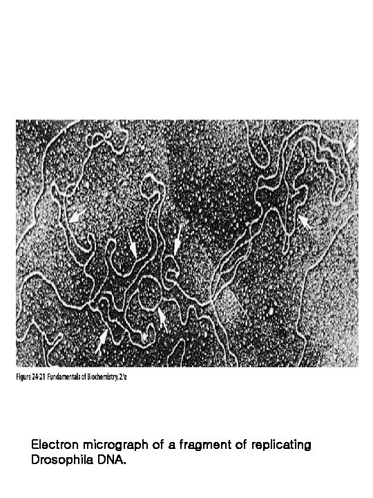 Electron micrograph of a fragment of replicating Drosophila DNA. 