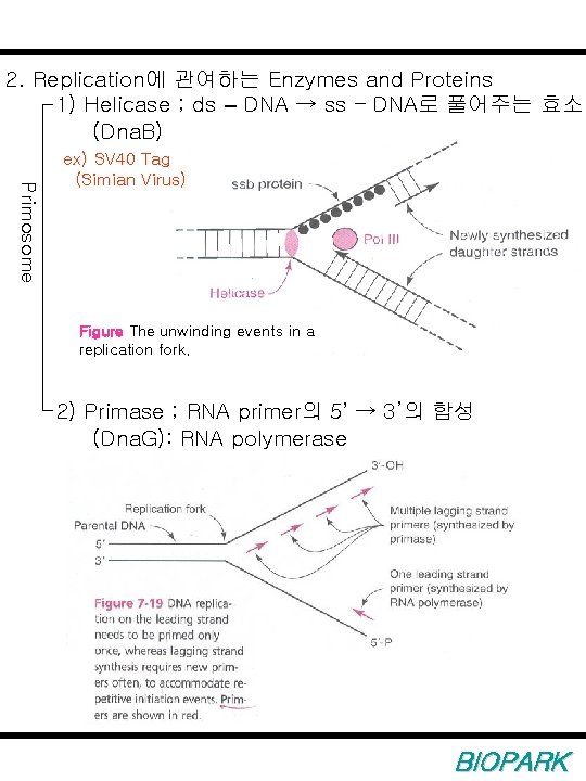 2. Replication에 관여하는 Enzymes and Proteins 1) Helicase ; ds – DNA → ss