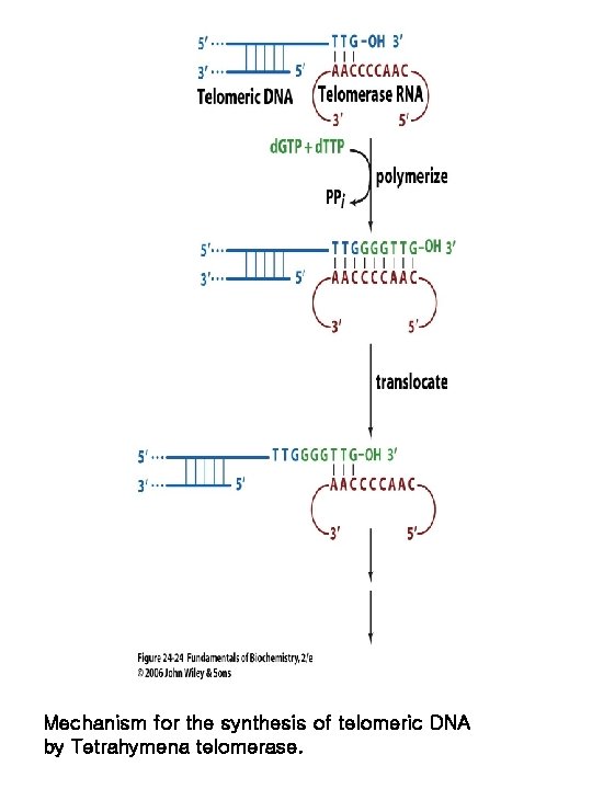 Mechanism for the synthesis of telomeric DNA by Tetrahymena telomerase. 