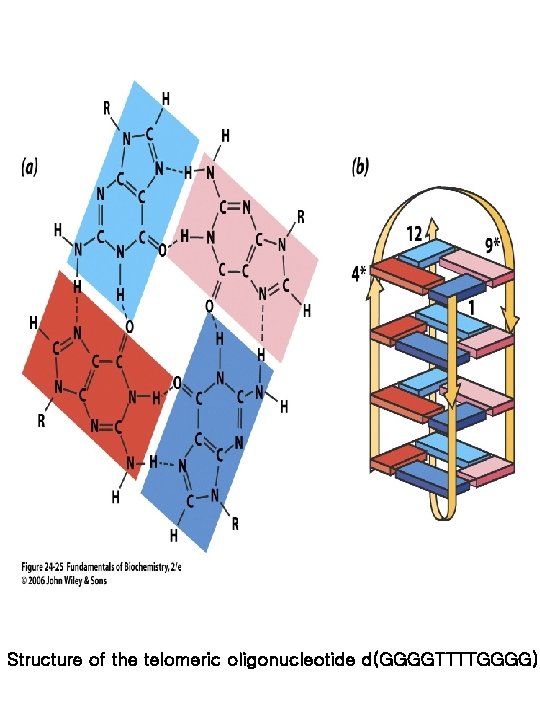 Structure of the telomeric oligonucleotide d(GGGGTTTTGGGG). 