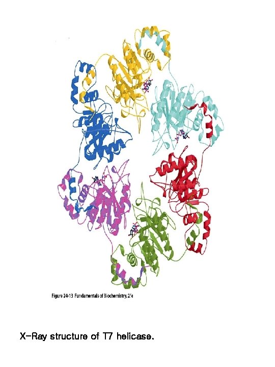 X-Ray structure of T 7 helicase. 
