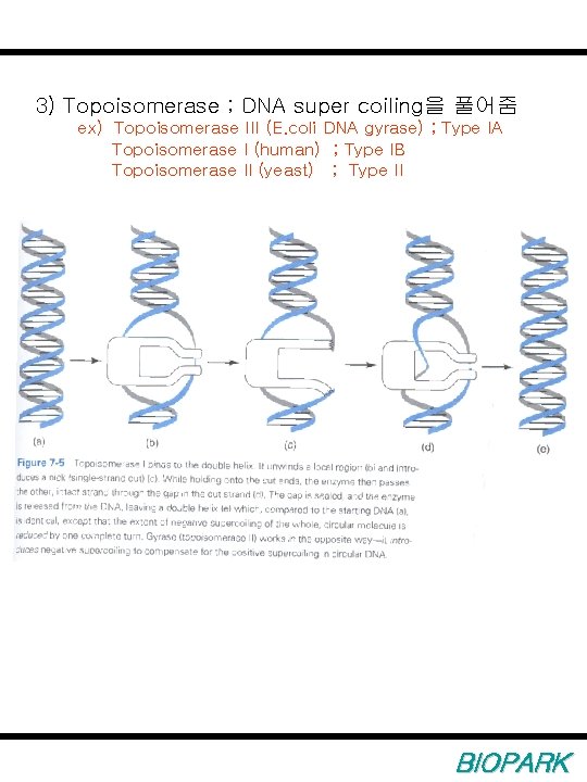 3) Topoisomerase ; DNA super coiling을 풀어줌 ex) Topoisomerase III (E. coli DNA gyrase)