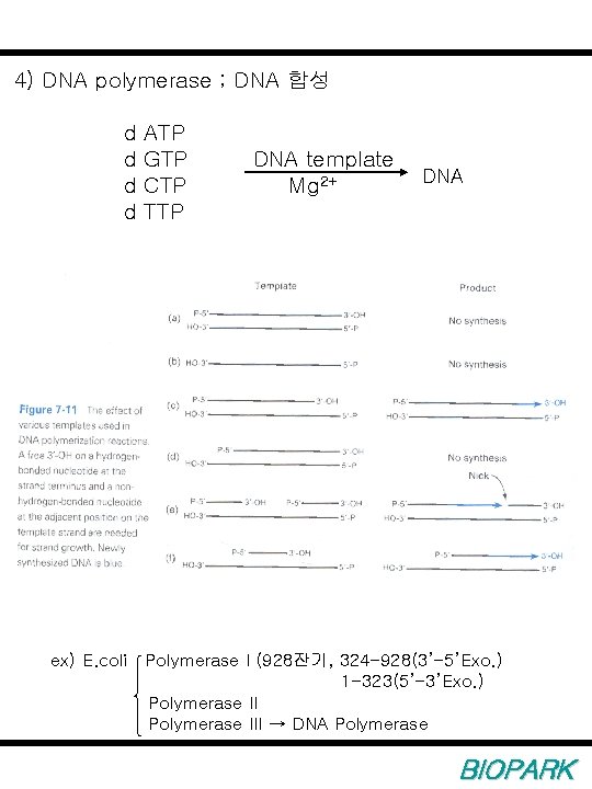 4) DNA polymerase ; DNA 합성 d d ATP GTP CTP TTP DNA template