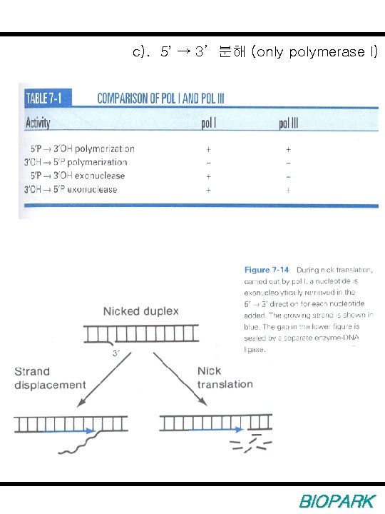 c). 5’ → 3’ 분해 (only polymerase I) BIOPARK 