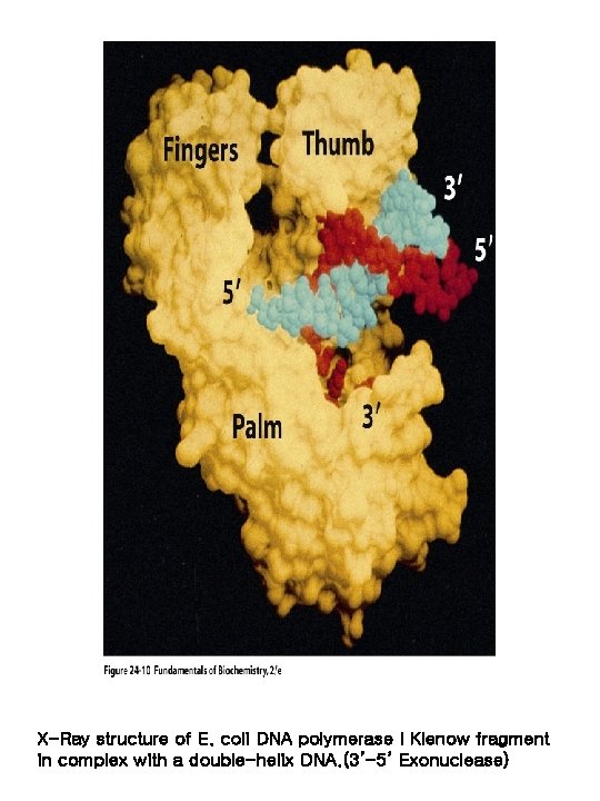 X-Ray structure of E. coli DNA polymerase I Klenow fragment in complex with a
