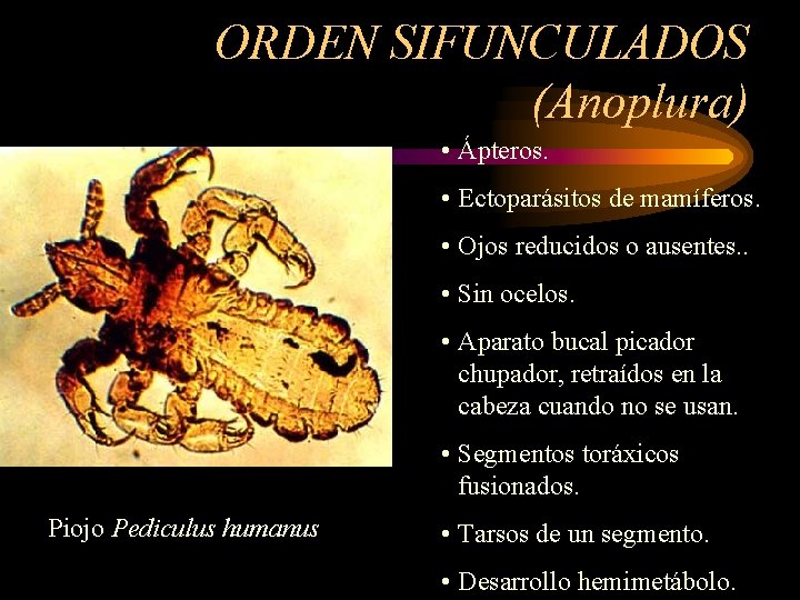 ORDEN SIFUNCULADOS (Anoplura) • Ápteros. • Ectoparásitos de mamíferos. • Ojos reducidos o ausentes.