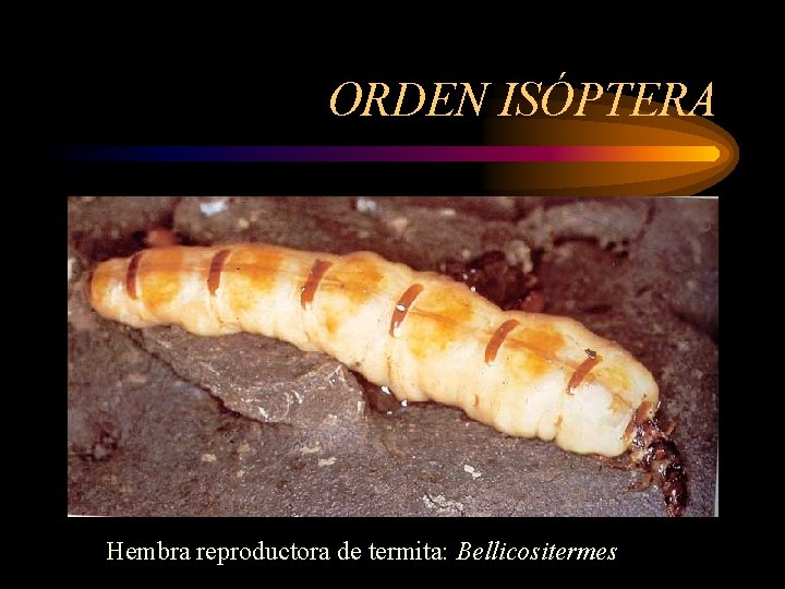 ORDEN ISÓPTERA Hembra reproductora de termita: Bellicositermes 