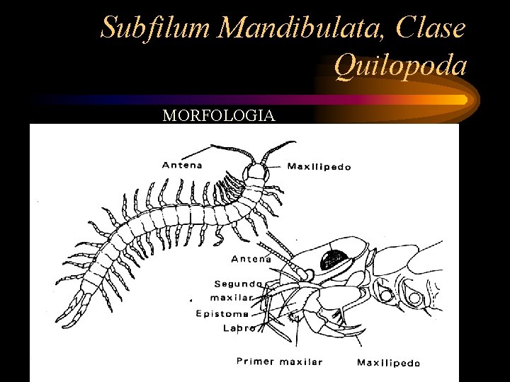 Subfilum Mandibulata, Clase Quilopoda MORFOLOGIA 