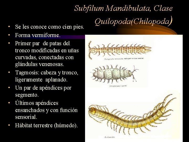 Subfilum Mandibulata, Clase • Se les conoce como cien pies. • Forma vermiforme. •