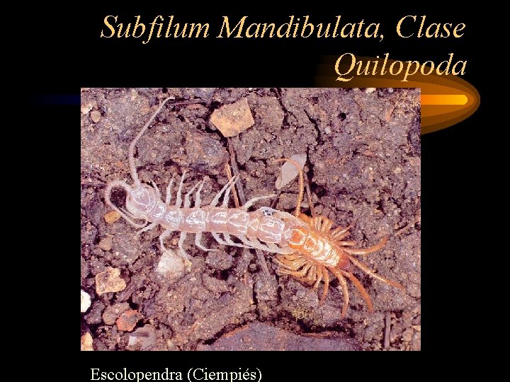 Subfilum Mandibulata, Clase Quilopoda Escolopendra (Ciempiés) 