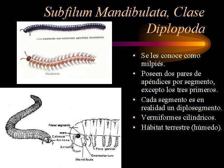 Subfilum Mandibulata, Clase Diplopoda • Se les conoce como milpiés. • Poseen dos pares