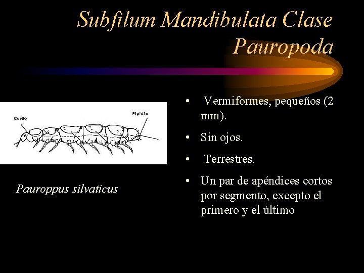 Subfilum Mandibulata Clase Pauropoda • Vermiformes, pequeños (2 mm). • Sin ojos. • Pauroppus