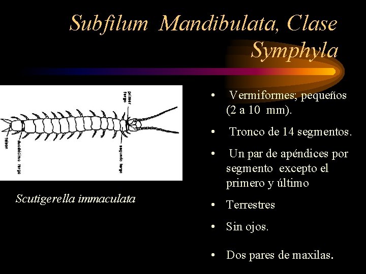 Subfilum Mandibulata, Clase Symphyla Scutigerella immaculata • Vermiformes; pequeños (2 a 10 mm). •