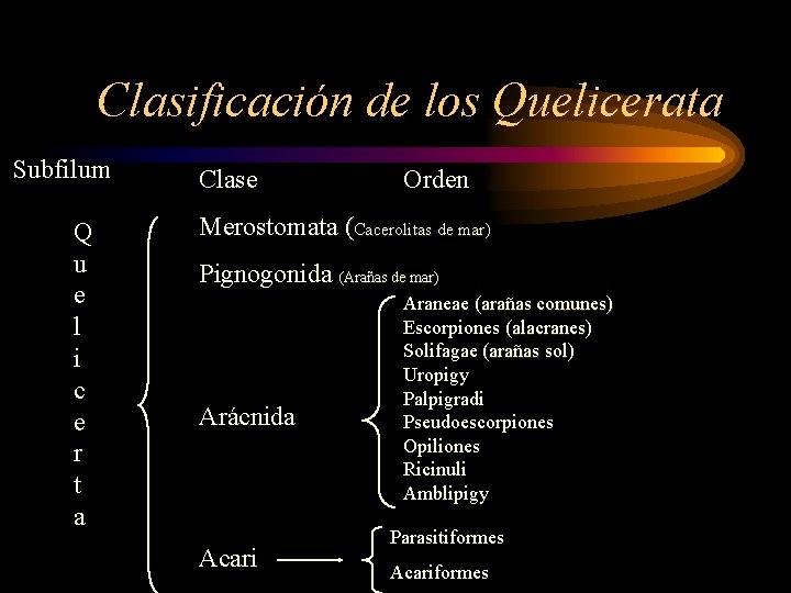 Clasificación de los Quelicerata Subfilum Q u e l i c e r t