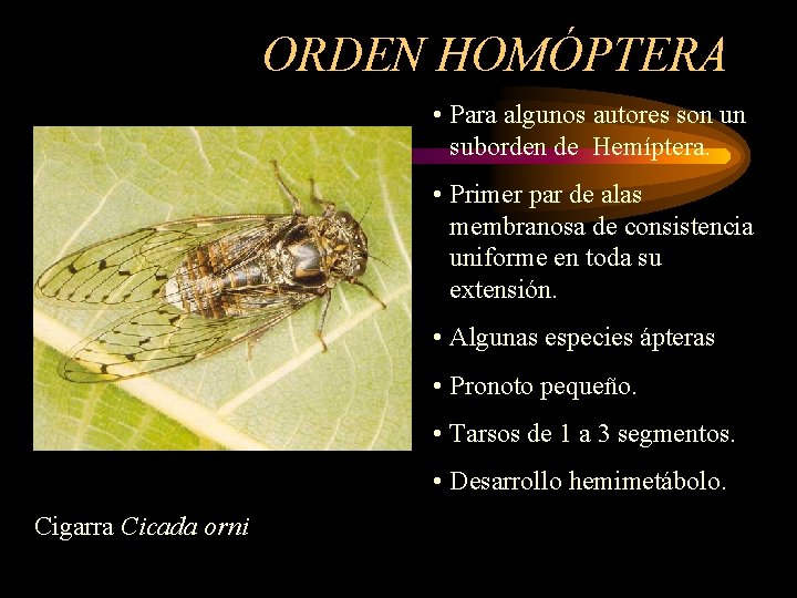 ORDEN HOMÓPTERA • Para algunos autores son un suborden de Hemíptera. • Primer par
