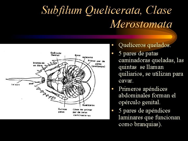 Subfilum Quelicerata, Clase Merostomata • Quelíceros quelados. • 5 pares de patas caminadoras queladas,