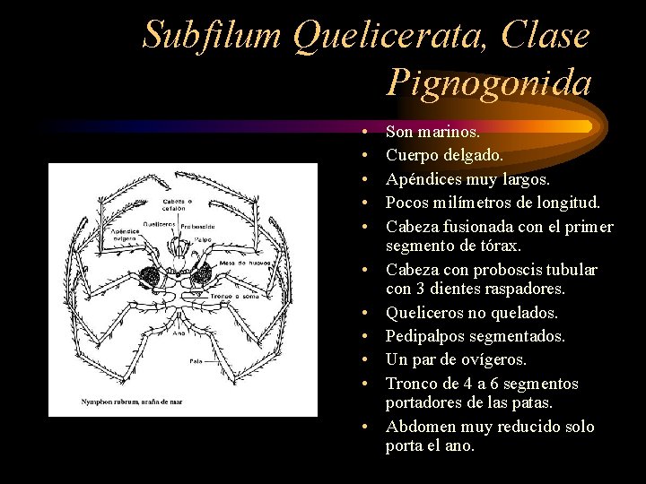 Subfilum Quelicerata, Clase Pignogonida • • • Son marinos. Cuerpo delgado. Apéndices muy largos.
