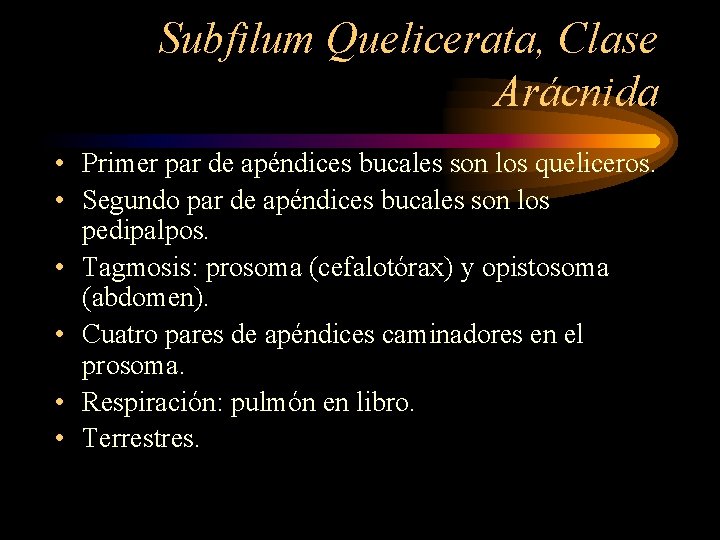 Subfilum Quelicerata, Clase Arácnida • Primer par de apéndices bucales son los queliceros. •