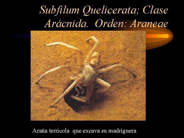 Subfilum Quelicerata; Clase Arácnida. Orden: Araneae Araña terricola que excava su madriguera 