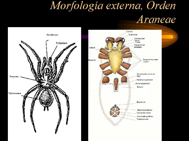 Morfología externa, Orden Araneae 