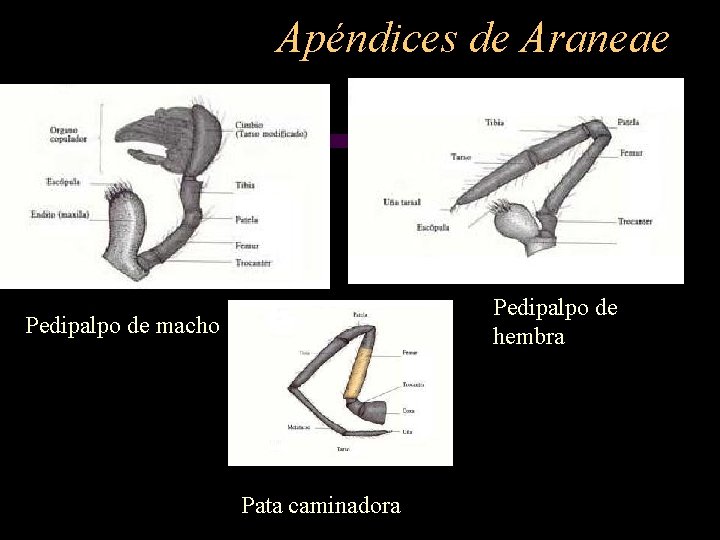 Apéndices de Araneae Pedipalpo de hembra Pedipalpo de macho Pata caminadora 