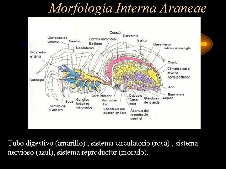 Morfología Interna Araneae Tubo digestivo (amarillo) ; sistema circulatorio (rosa) ; sistema nervioso (azul);