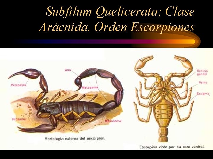Subfilum Quelicerata; Clase Arácnida. Orden Escorpiones 