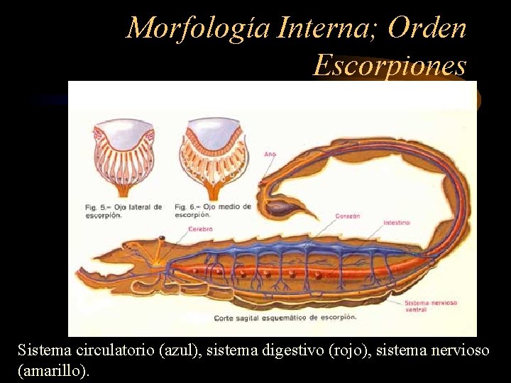 Morfología Interna; Orden Escorpiones Sistema circulatorio (azul), sistema digestivo (rojo), sistema nervioso (amarillo). 