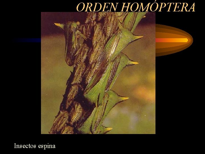ORDEN HOMÓPTERA Insectos espina 