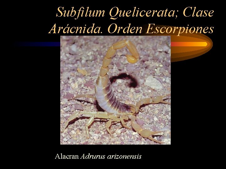 Subfilum Quelicerata; Clase Arácnida. Orden Escorpiones Alacran Adrurus arizonensis 